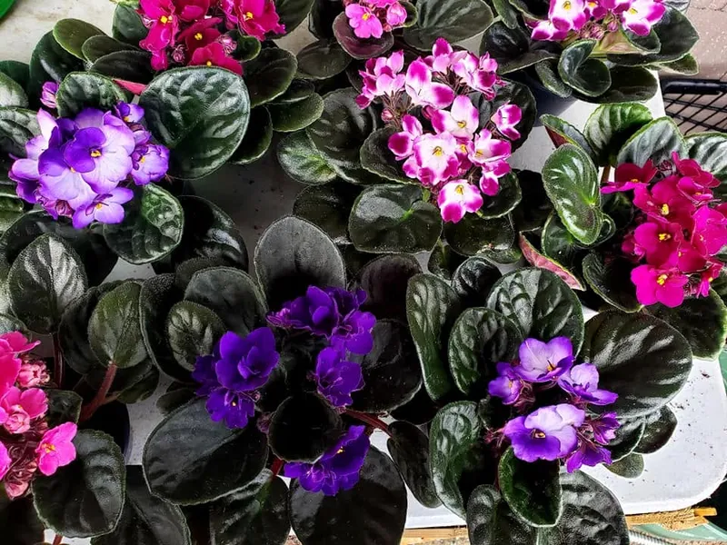 African violets with purple and pink flowers above their green leaves.