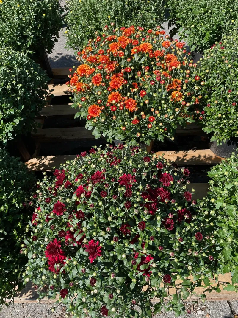 Pots of orange and burgundy mums arranged on wooden pallets.
