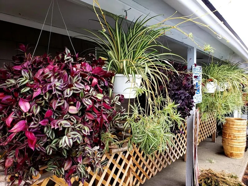 Purple tradescantia and spider plants in hanging baskets along the porch.